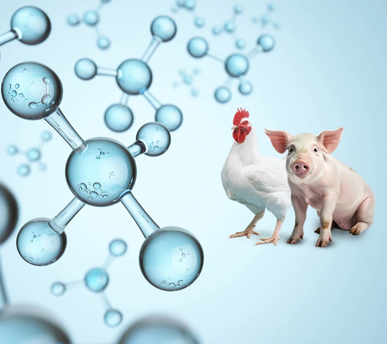 Role-of-Organic-Acids-in-Animal-Nutrition