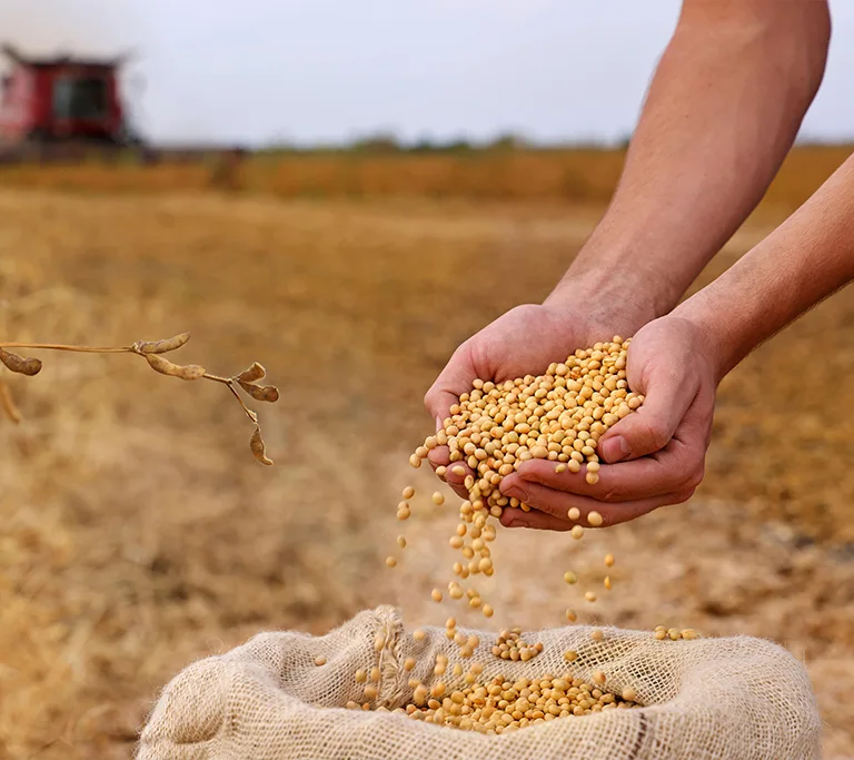 organic-soybean-meal-farm
